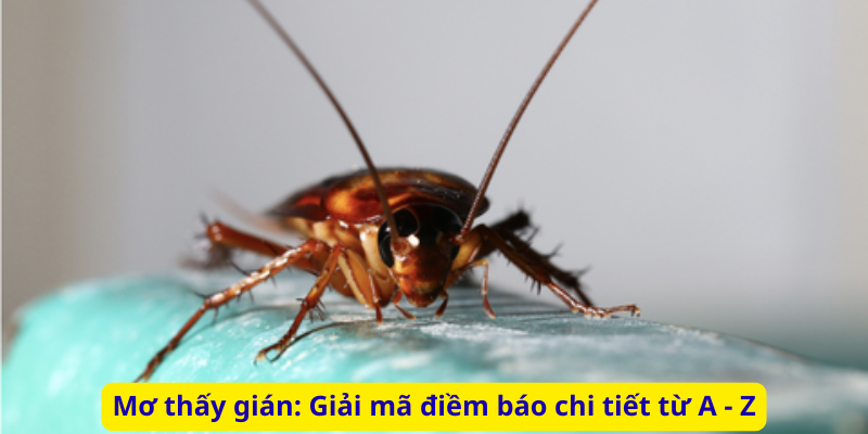 Mơ thấy gián: Giải mã điềm báo chi tiết từ A - Z