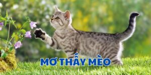 Giải mã mơ thấy mèo CF68: Điềm báo và con số may mắn